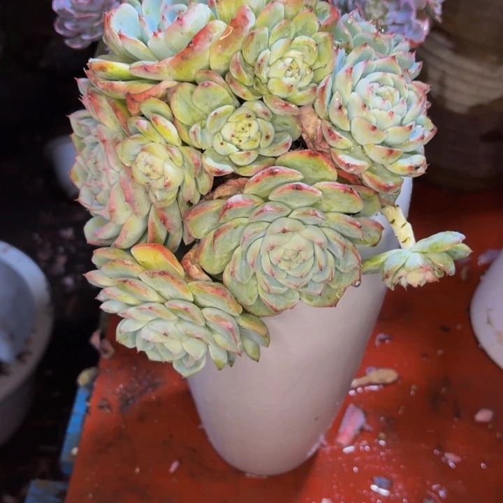 牛***嫂老桩精品肉肉肉雪魄