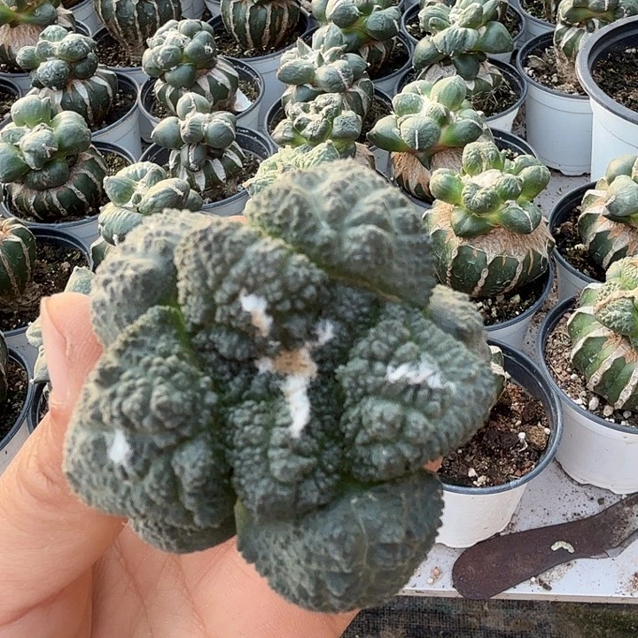 无花朵943大尤哥斯拉牡丹