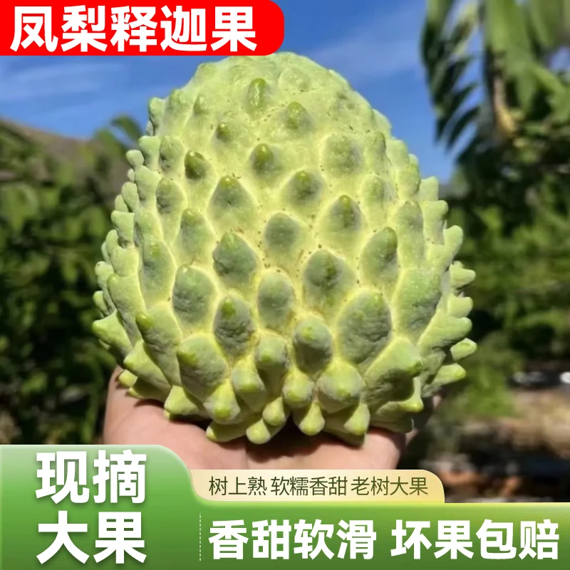 牛奶凤梨释迦新鲜凤梨释迦水果当季番荔枝牛奶释迦佛头果2/3/5斤