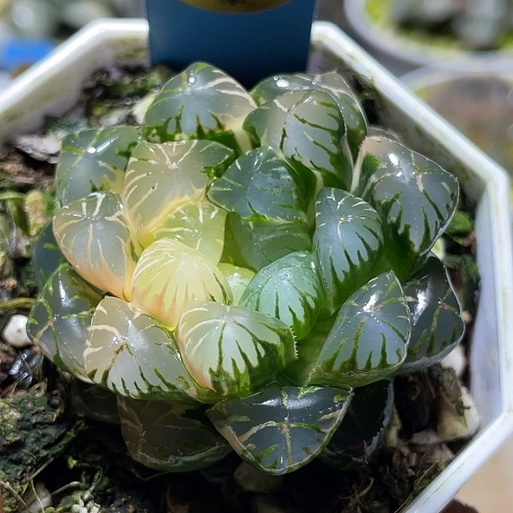 496卜卜紫锦特选福利