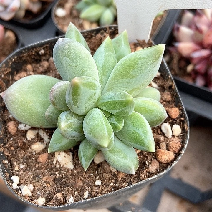 多肉植物重楼160