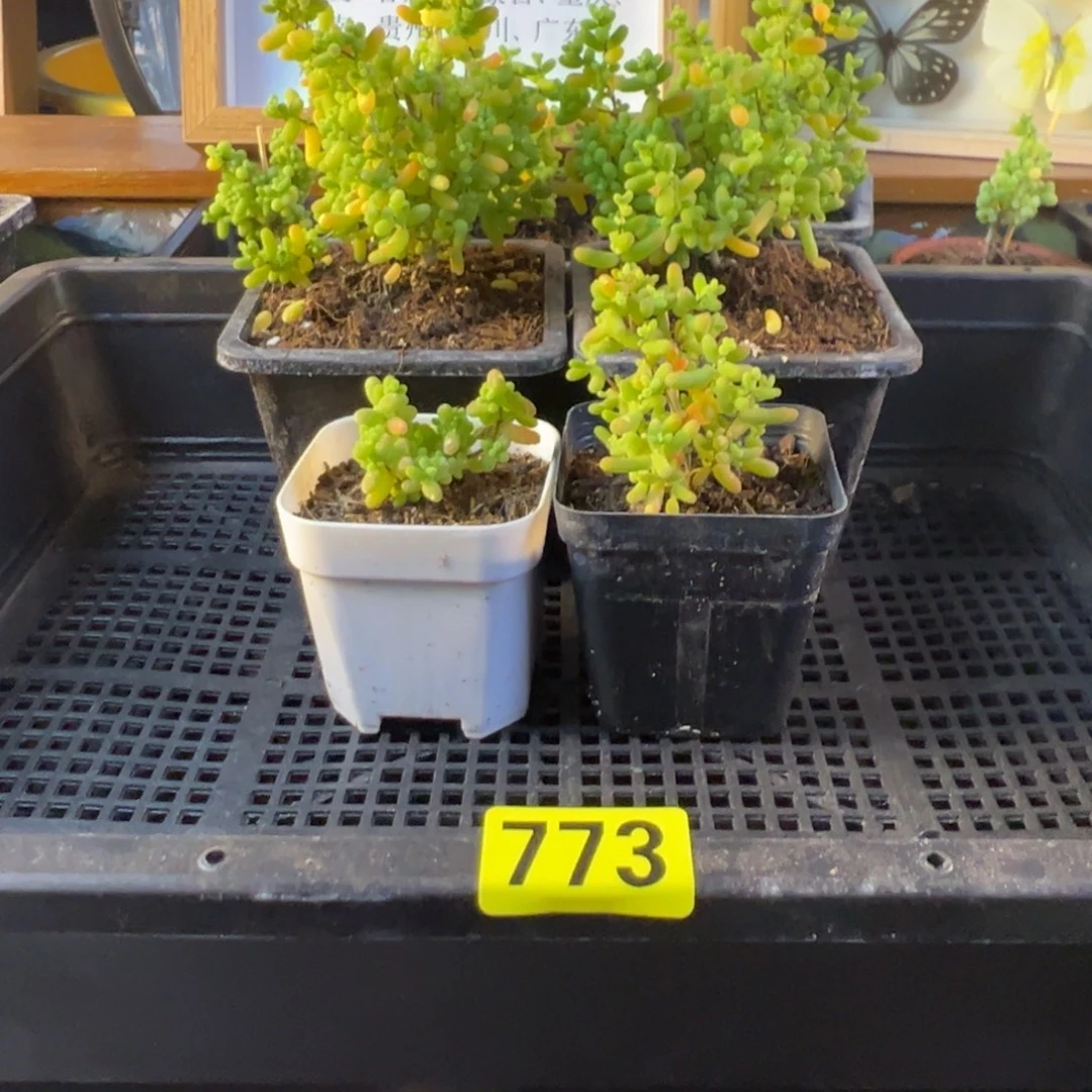 枝干番杏多肉植物773