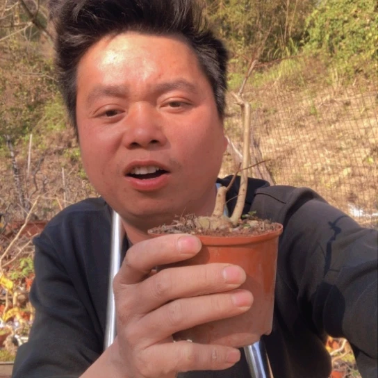 盆景素材盆栽绿植寶**玩