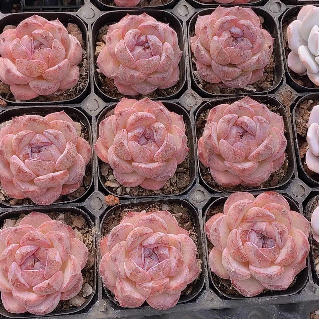 0125-新批次小黑橙单头一颗 量拍