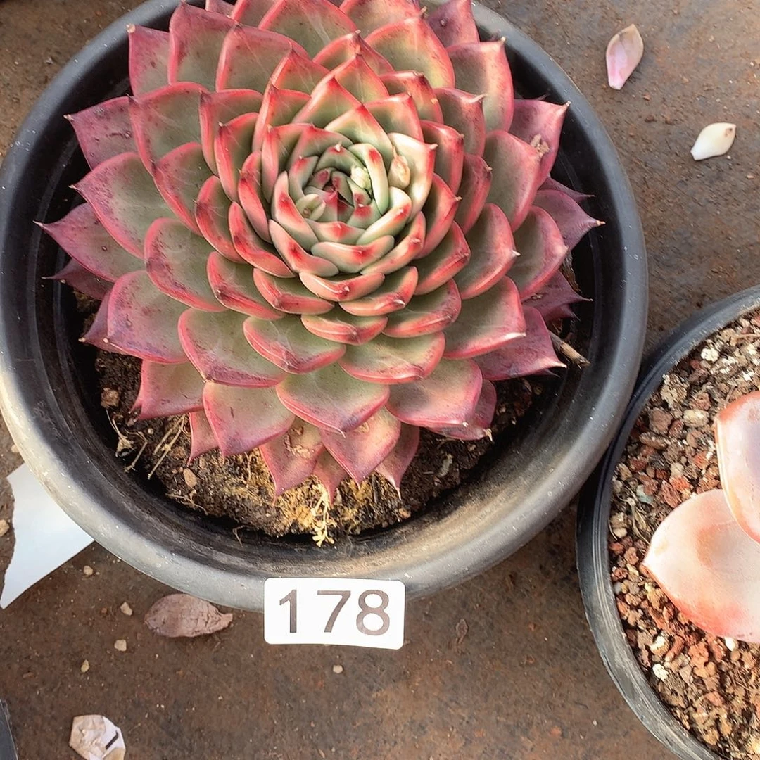 178 一物一拍多肉