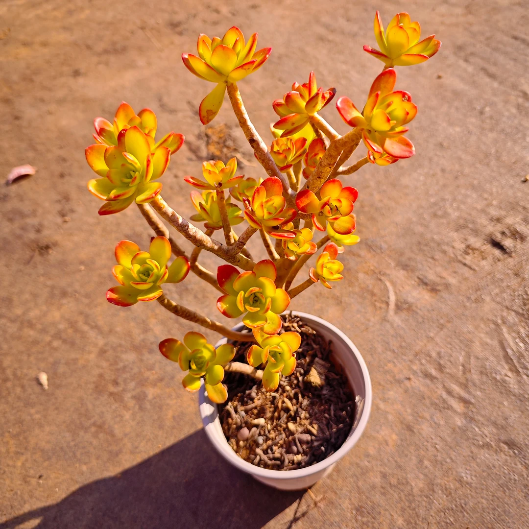 清扬120#KY 雪山多肉好看好养新手闭眼入 一单也包邮