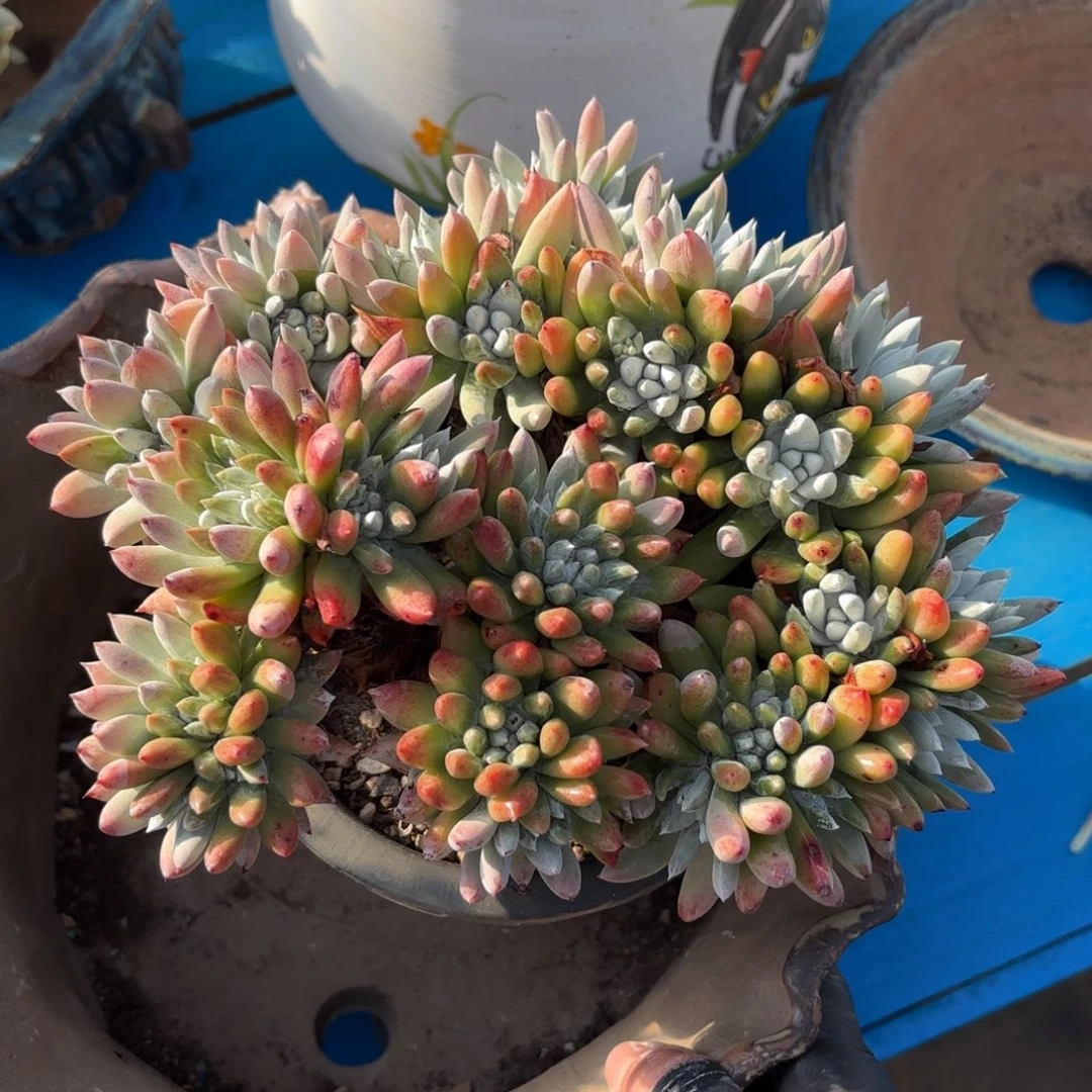 白羽，仙女杯多肉。