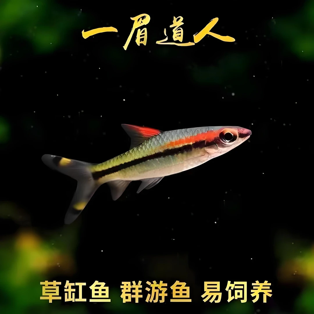 一眉道人小型热带淡水观赏鱼草缸