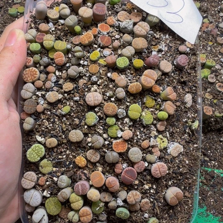 平***多肉植物的生长发育33