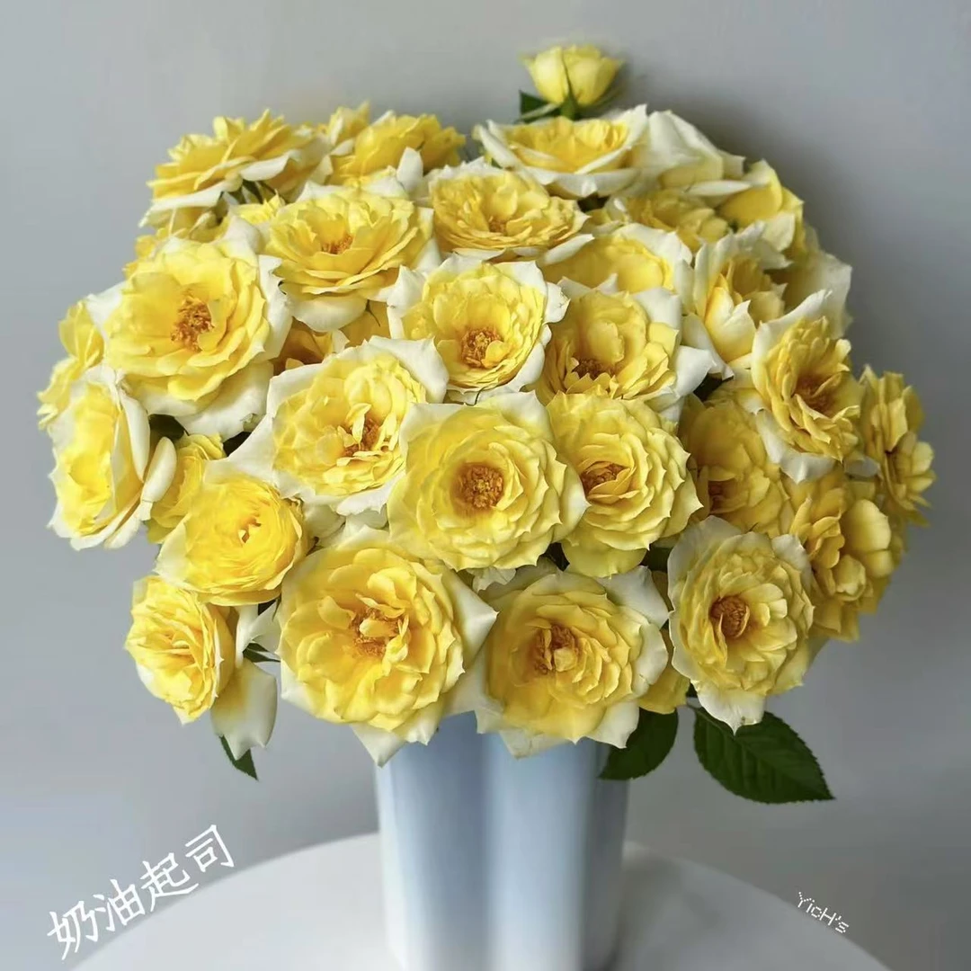 【思芹花卉|奶油起司多头玫瑰】A级玫瑰，云南基地直发顺丰冷链