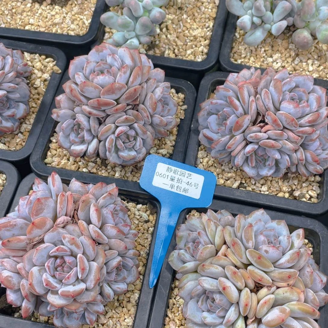 0601-46-糖心石榴籽手捧群一颗量拍