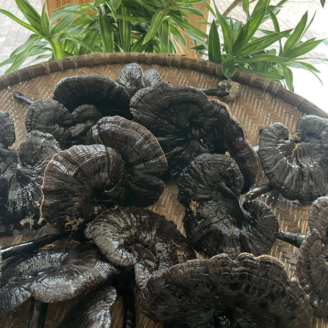 高海拔精选黑灵芝-阿牛哥专属