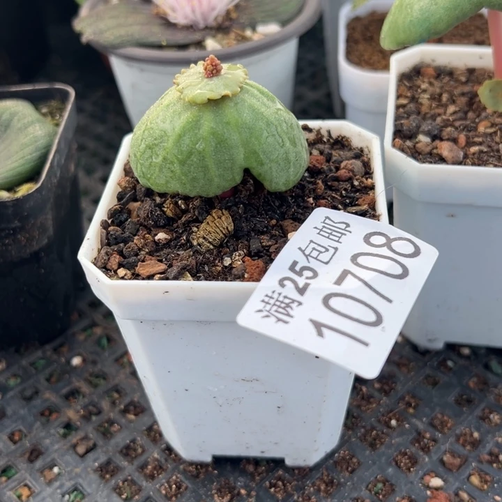 小雨伞708，一物一拍带盆