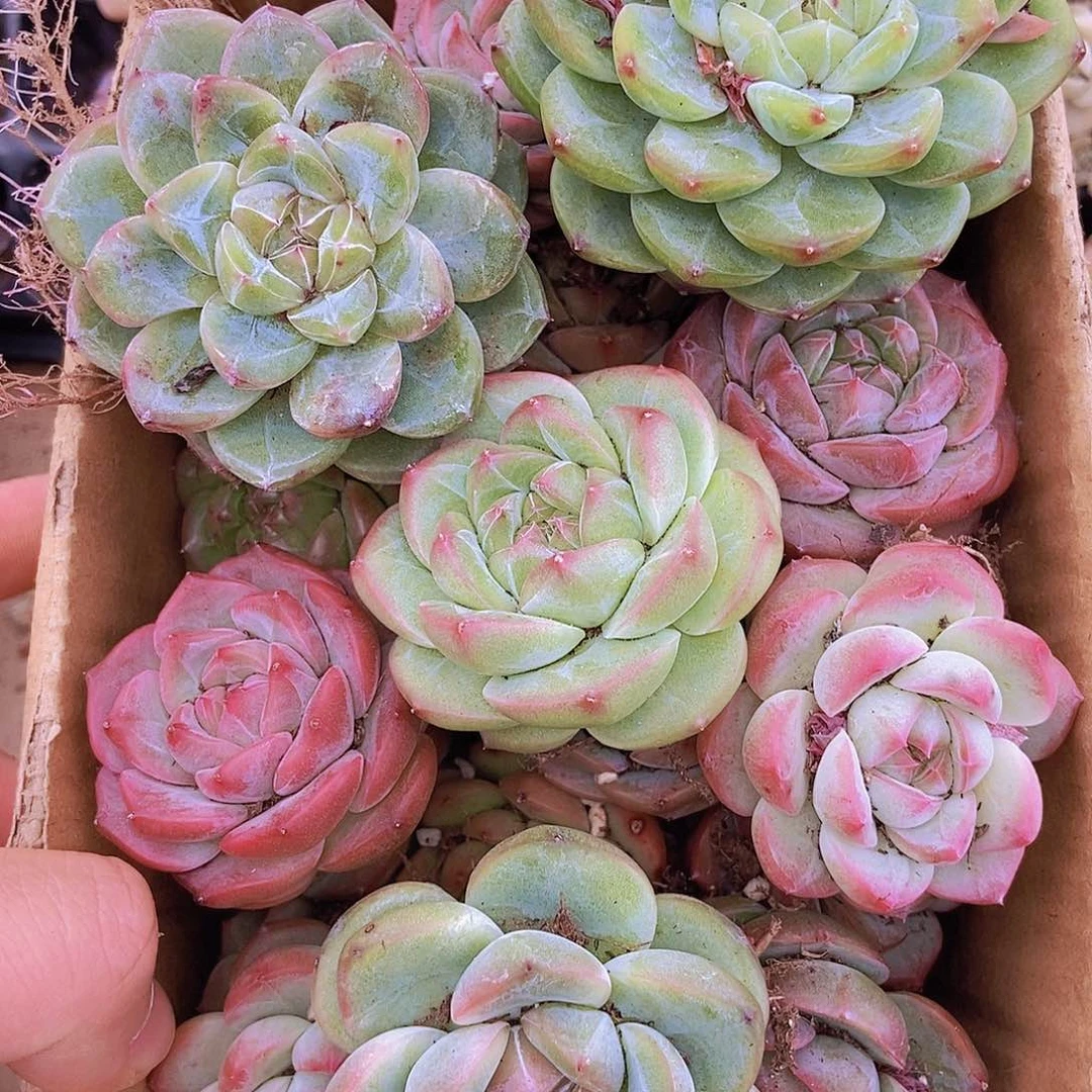 00000000000002量拍保底20颗