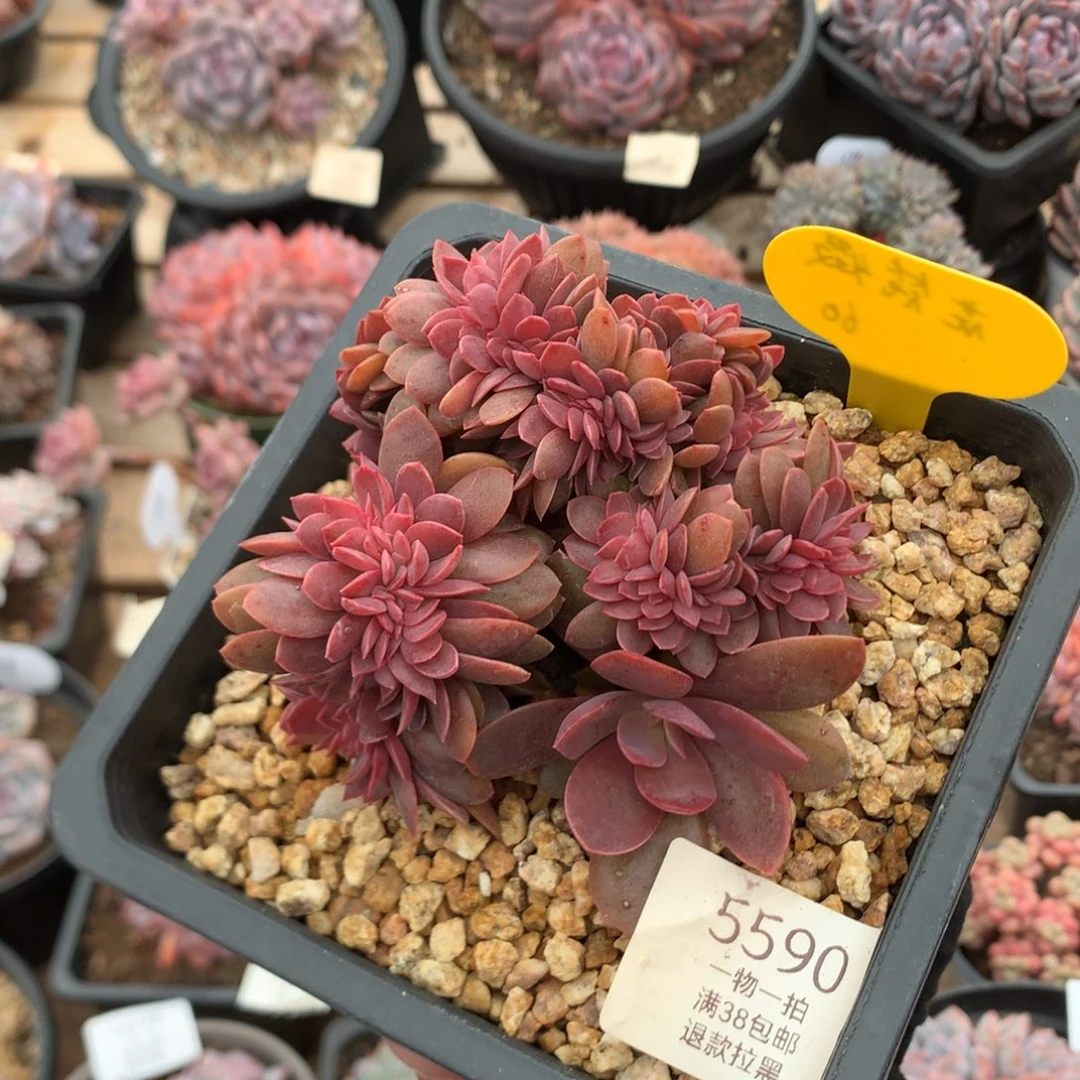 10厘米胸花花筏缀  5590