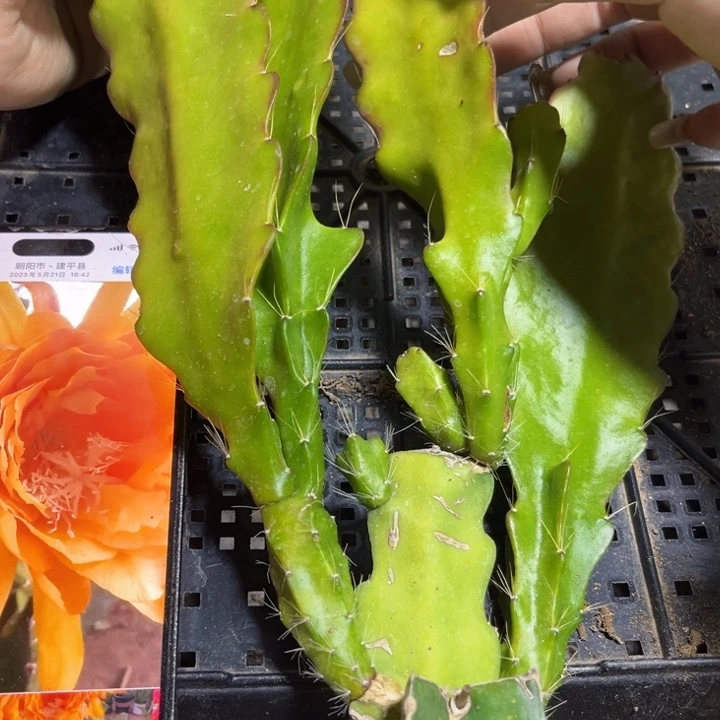 当前无花栽培后可以开花248