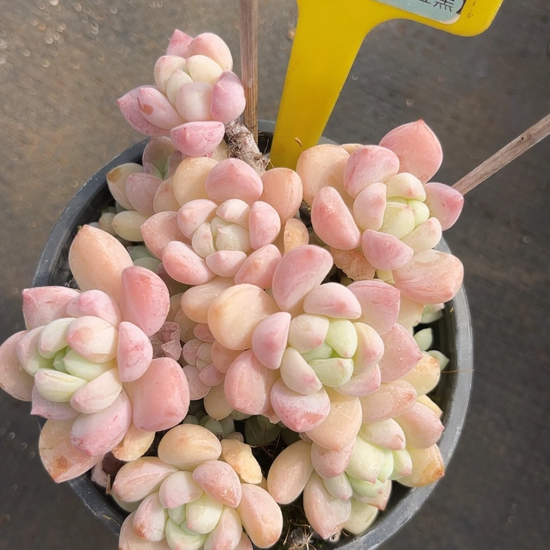云尘多肉一物一拍 1207,