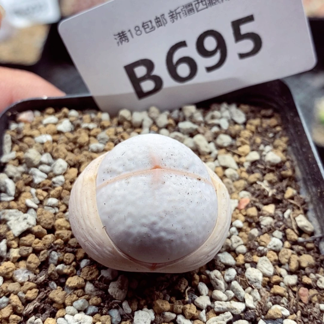 我的小姐姐们都是我695