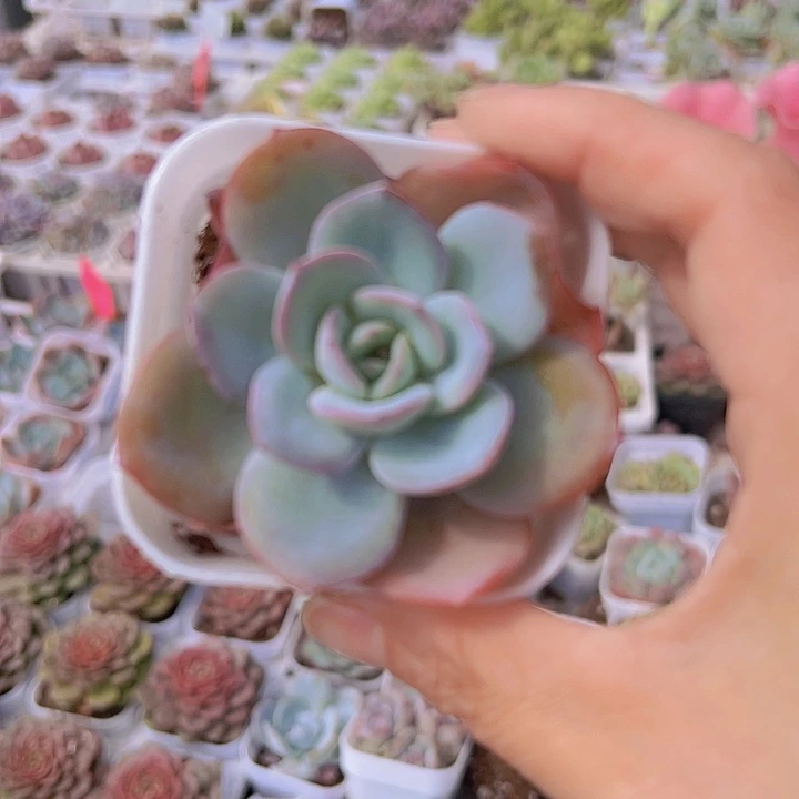布鲁兰19包邮多肉植物
