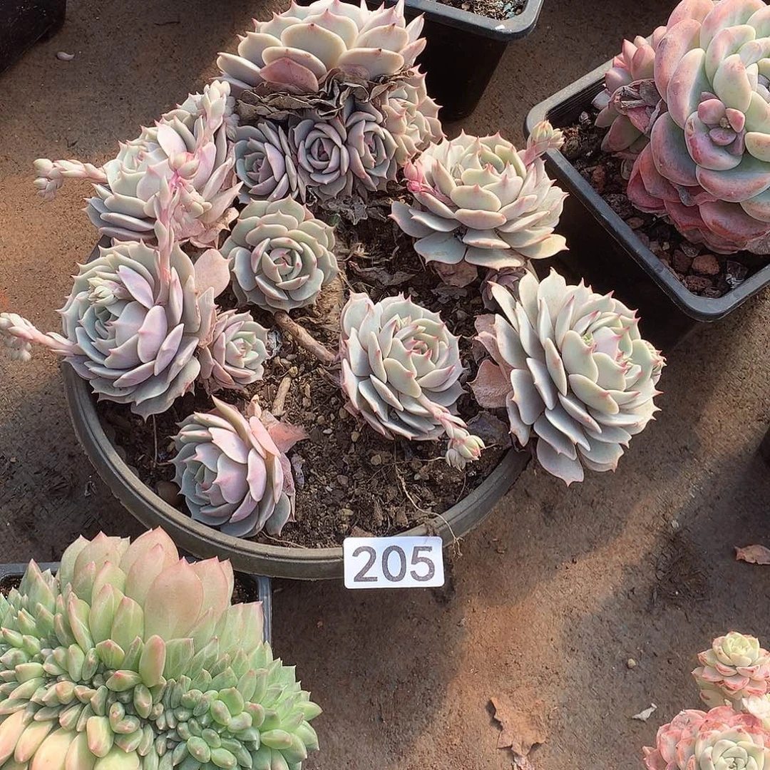 205 一物一拍多肉