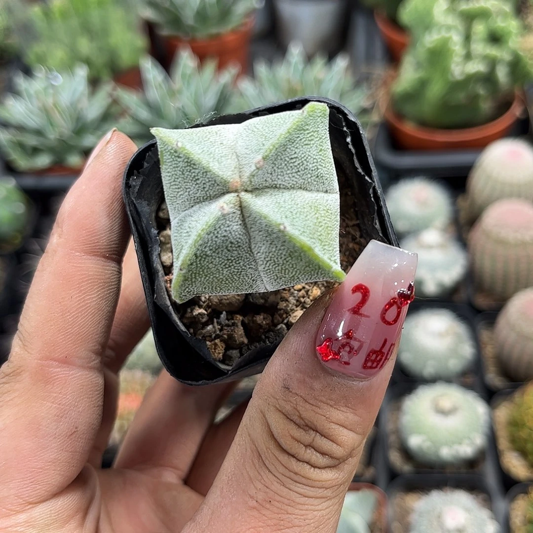 四角鸾凤玉单头发货有根