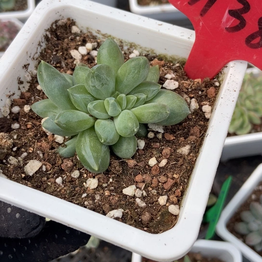 3138重楼多肉植物保护