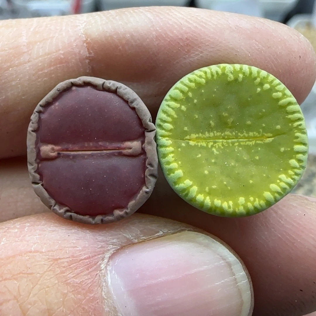 900稍缺水清框福利30包邮