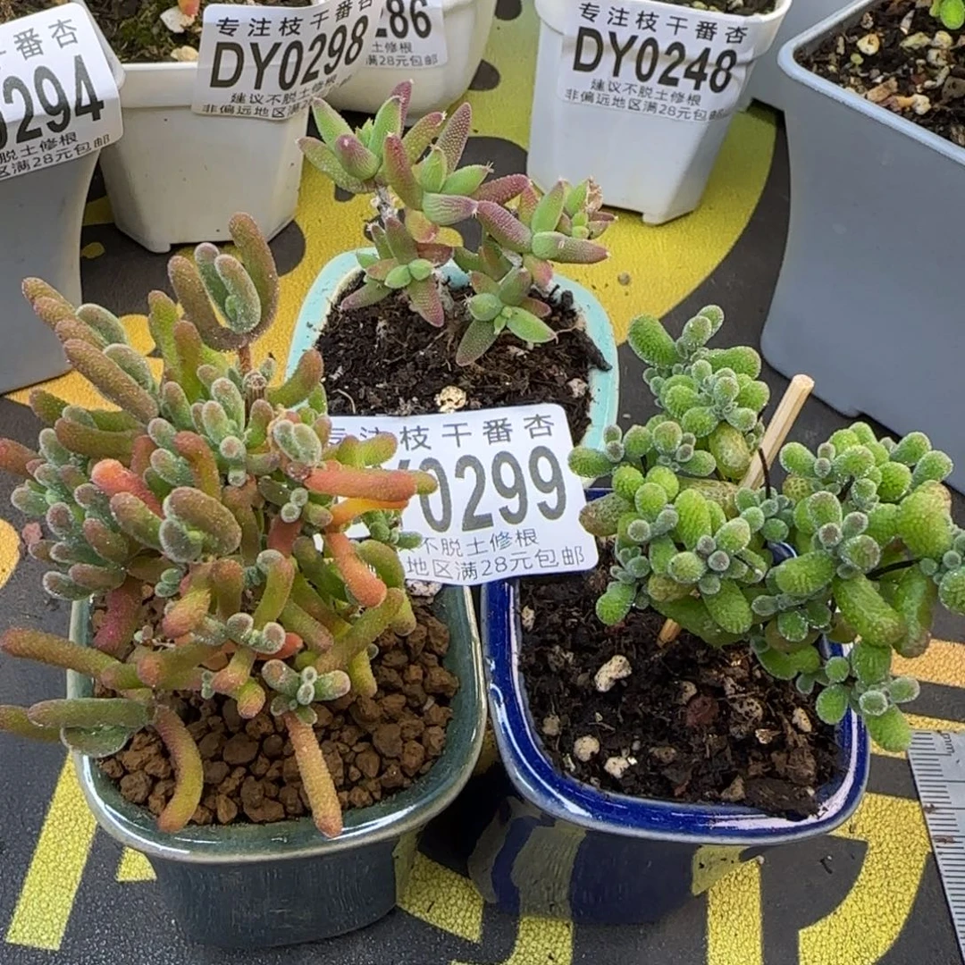 dy0299拇指盆三组合带盆