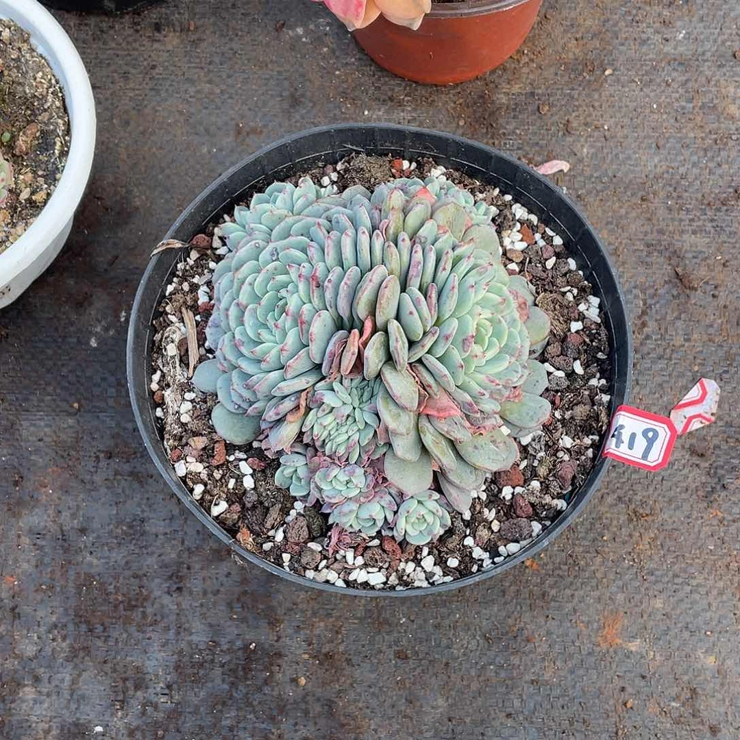 419白胖子一物一拍多肉