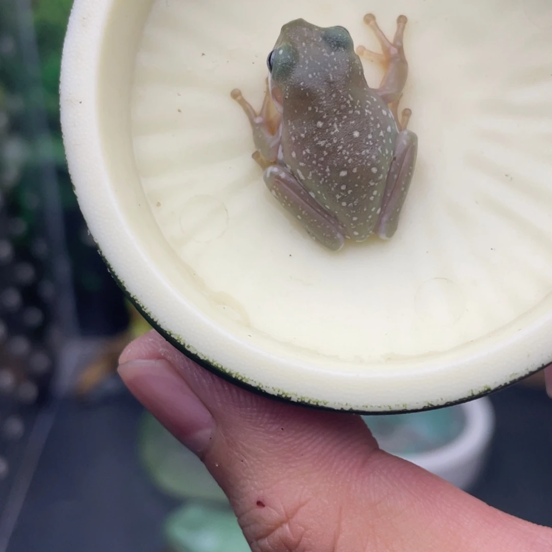 老爷树蛙2号蓝眼异色暴雪