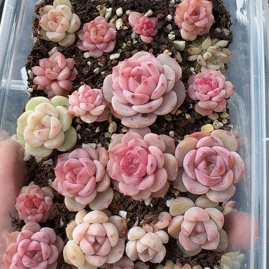 杂交新品珍妮多肉1474