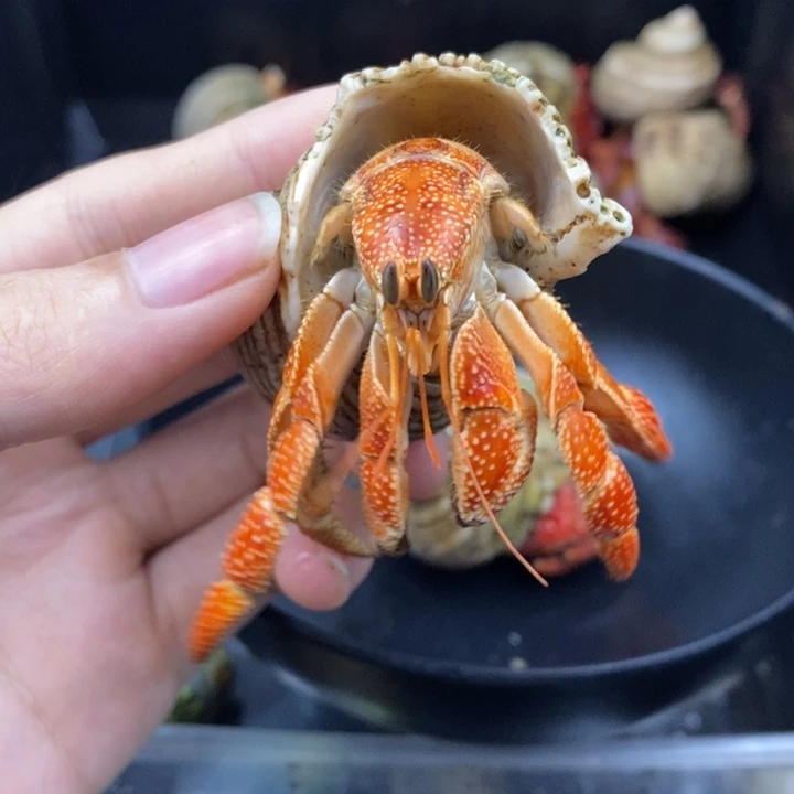 2.5口通体橘斐济草莓S级