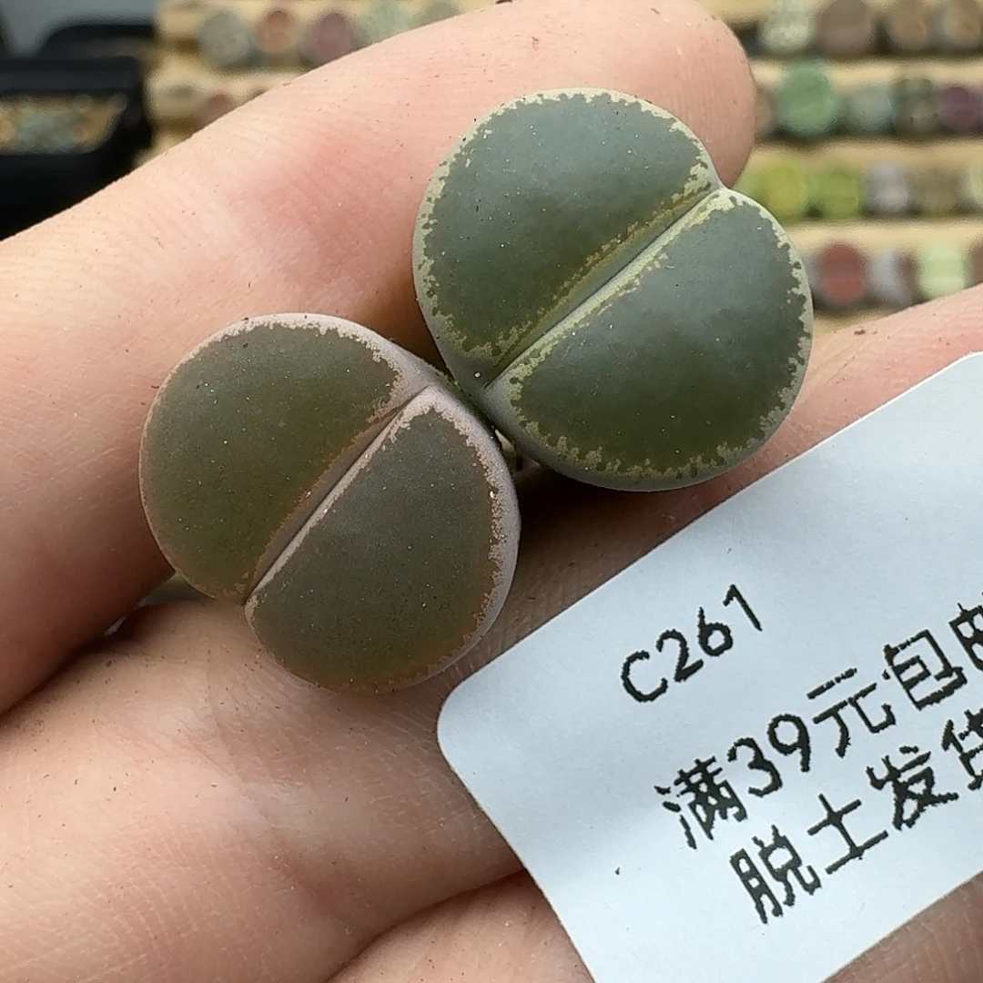 261多肉哈哈哈哈哈哈哈