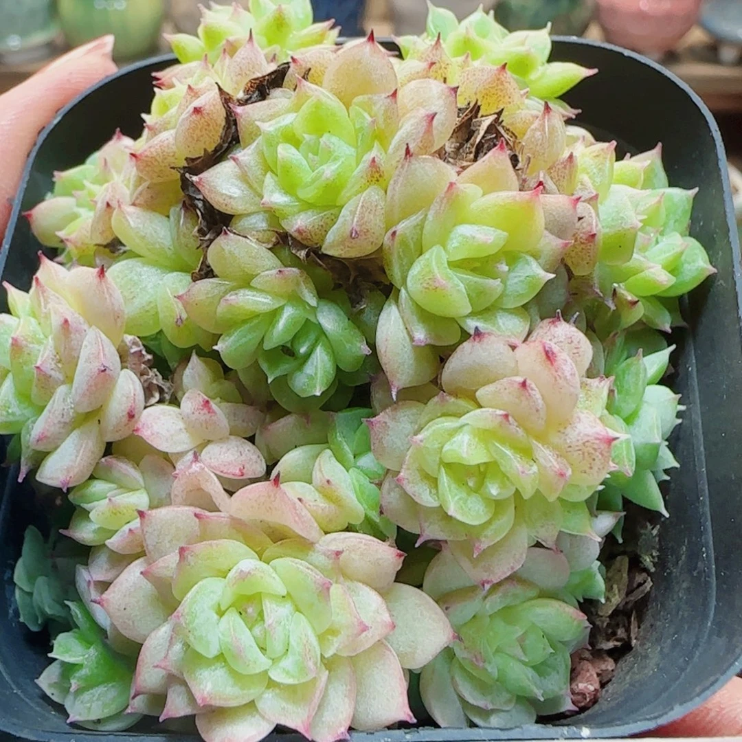 花语逸镜0802-174散