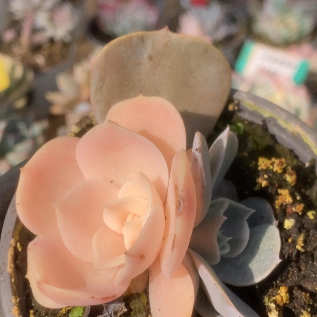 093双子座锦锦锦锦锦锦