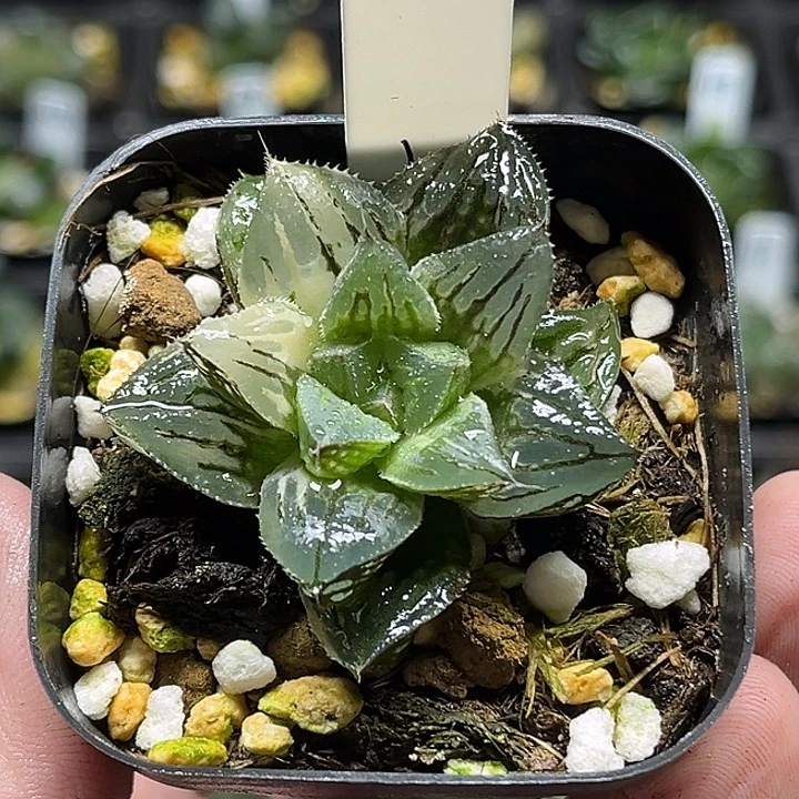 57实生寿锦带背窗