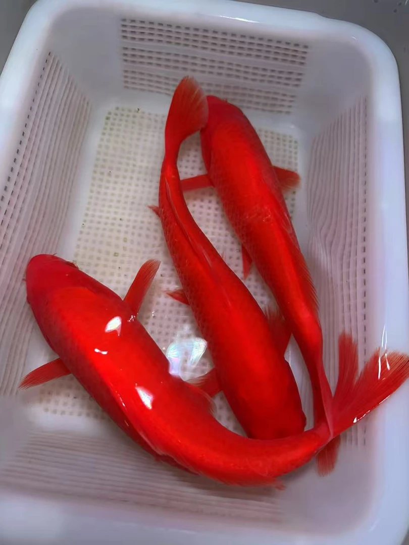 【三条装】精品纯红火鲤锦鲤观赏鱼冷水鱼淡水鱼活体包邮
