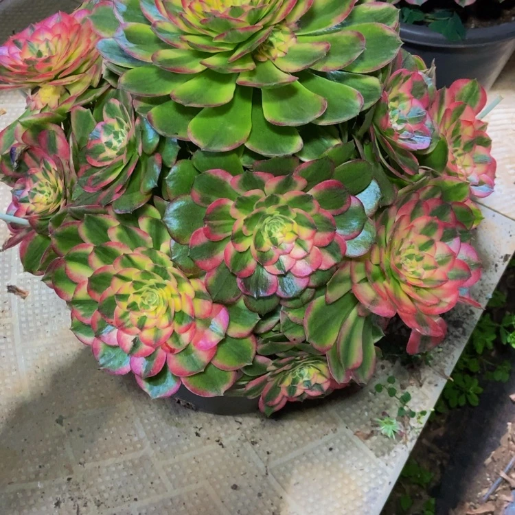 【闪购商品】沁*1014海仙发物流多肉