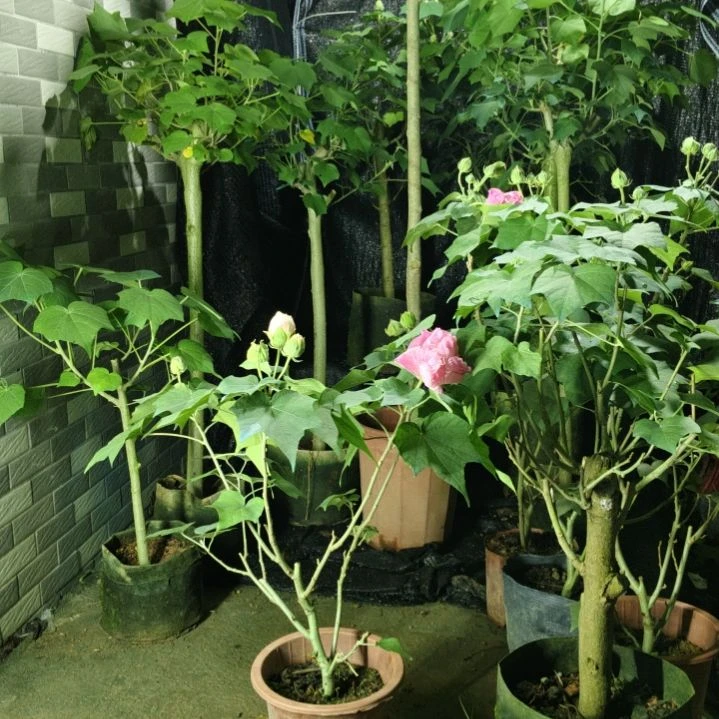 流***水无花朵芙蓉花带花苞7083