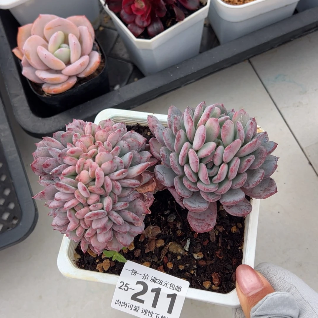 琥珀缀多肉多肉多肉