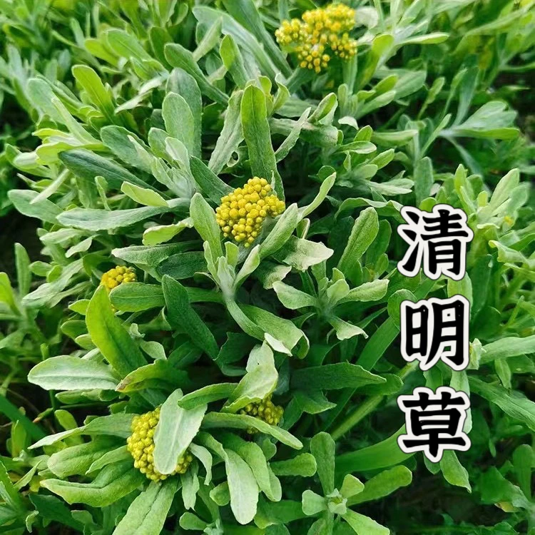 顺丰鼠曲草新鲜清明草可做青团艾叶粑粑清明粑粑米果每天现摘发货