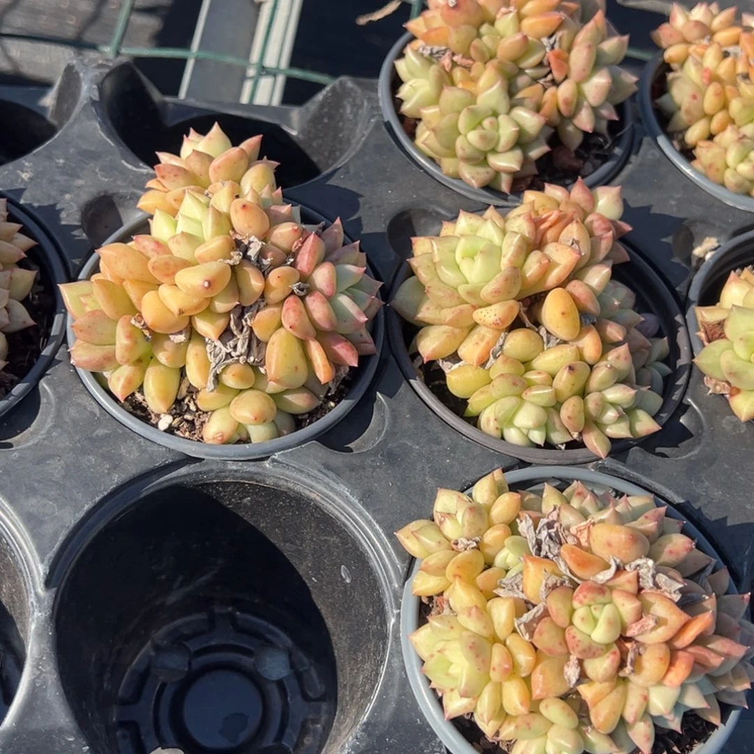 象牙群叶片微瑕一颗量拍多肉满18元包邮下午发货