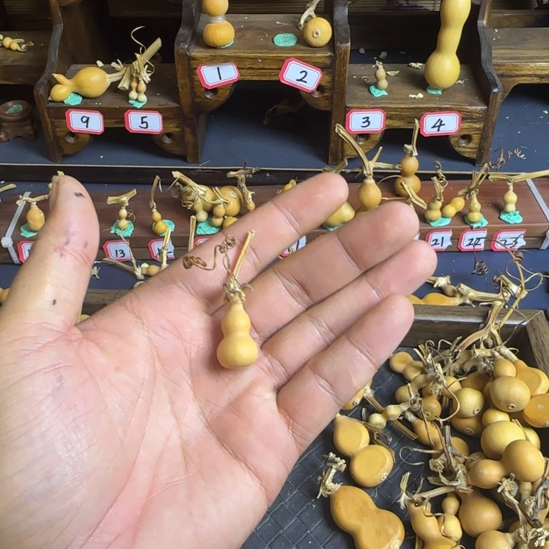 五**风我是一只小小鸟地域鬼的人