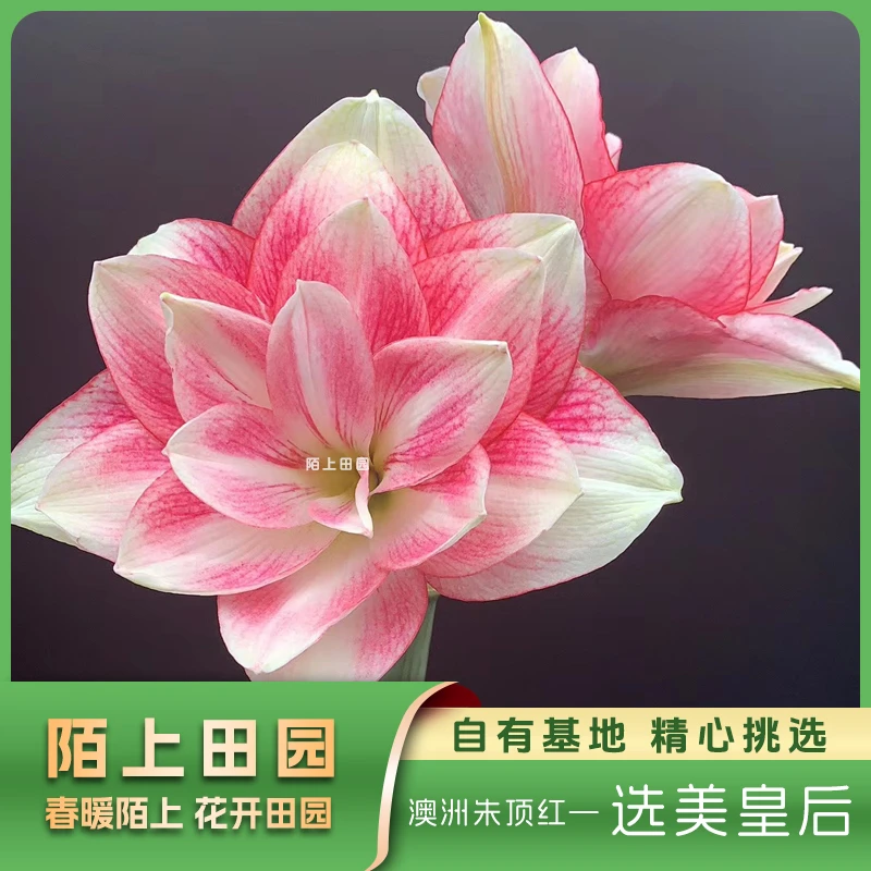 福利组合7【异域孔雀8-9cm+选美皇后6-7cm】★重瓣朱顶红种球