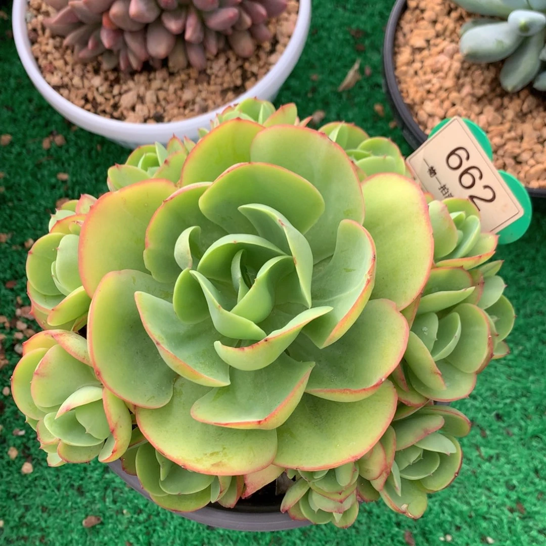 鸡蛋碧桃老桩捧花662