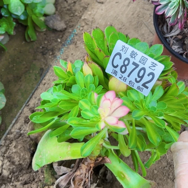 无根多肉植物法师法师8792