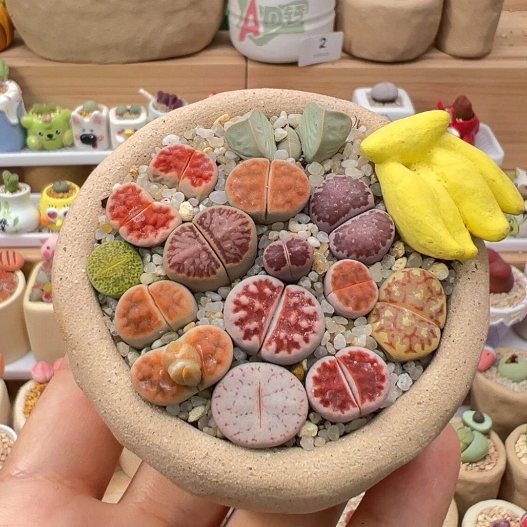 多肉植物5号彩色混合