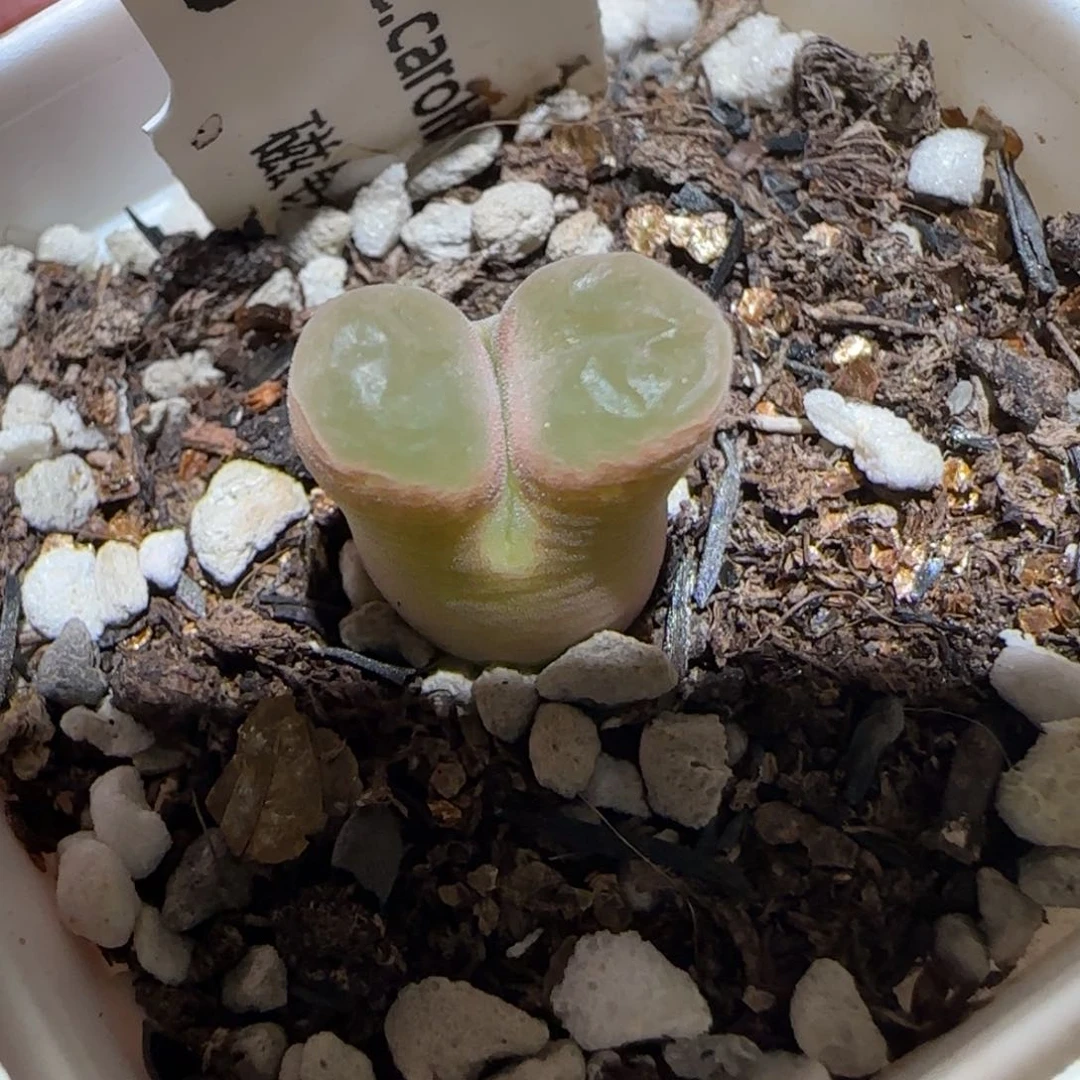 肉锥多肉植物百科-磁铁1325