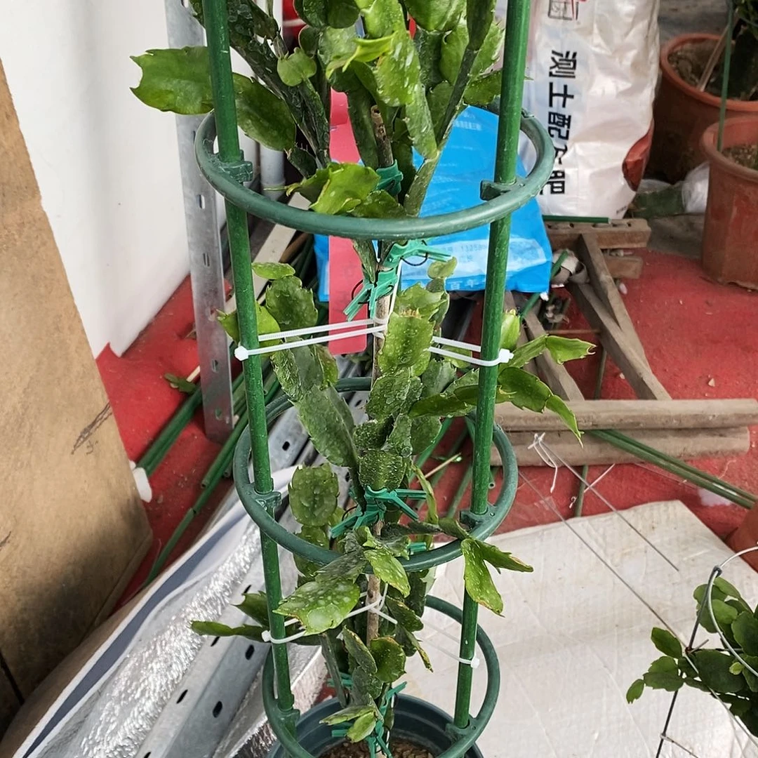 老***想无花朵福利款三层