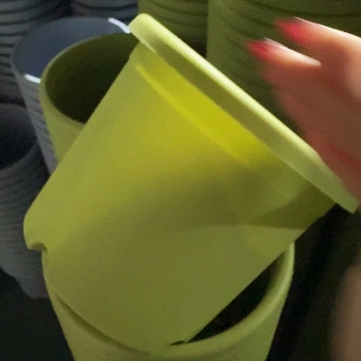 四季3号果绿无托10个特价微瑕